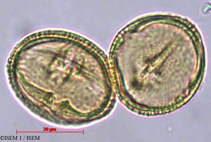 ISEM 1/Schinopsis_haenkeana_29455/Schinopsis_haenkeana_29455_0002(copy).jpg